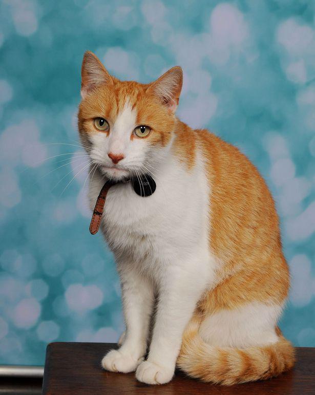 A ginger and white cat wearing a black collar sits on a wooden surface against a blurry blue background.