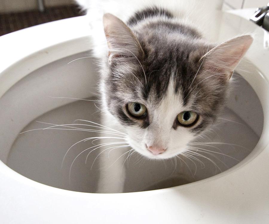 A gray and white cat is standing inside a sink, looking up toward the camera.