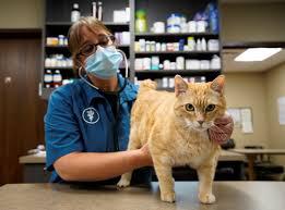 Vet holding a cat