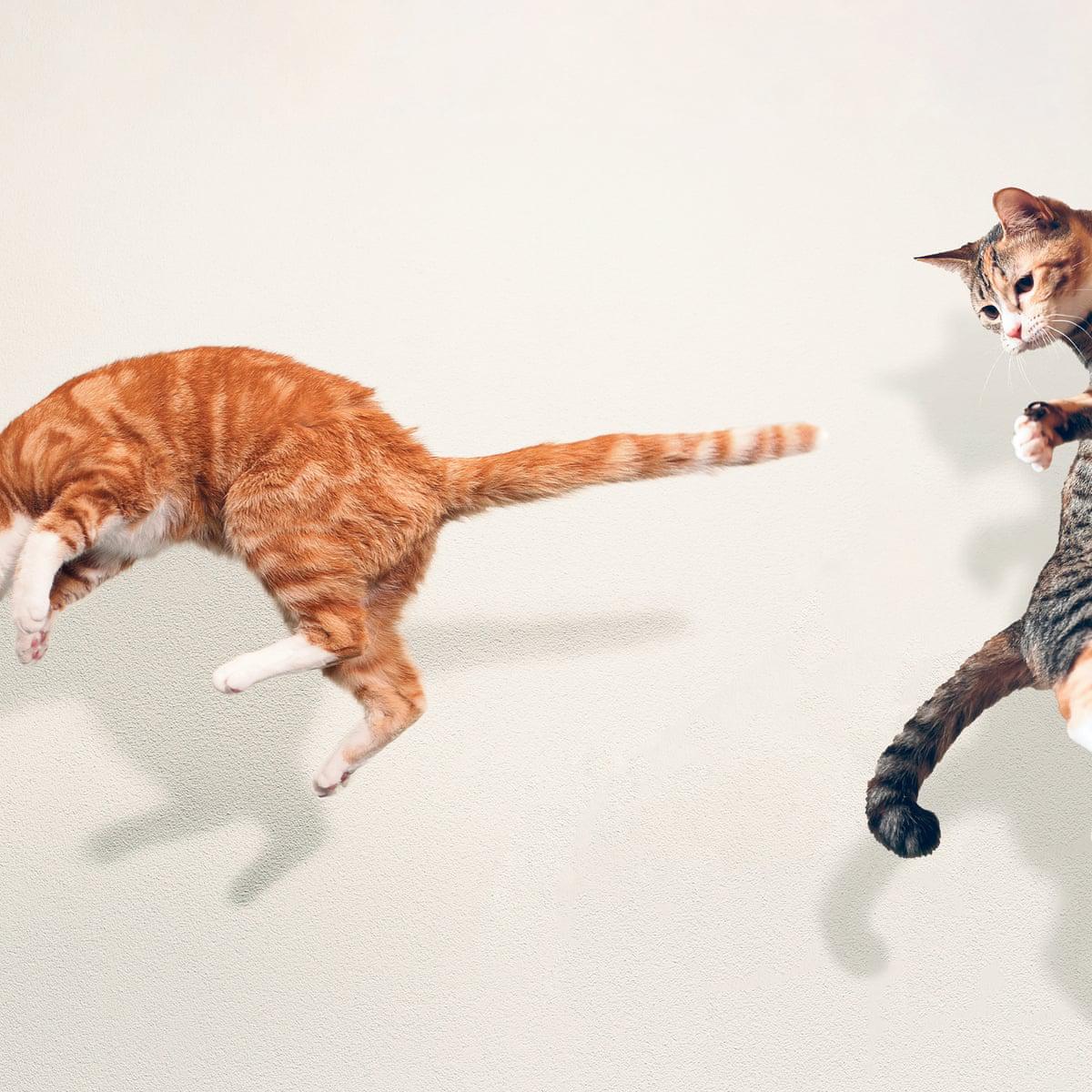 several cats leaping in midair