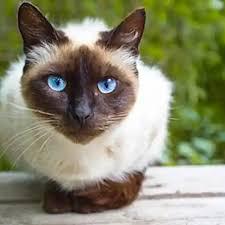 A cat with blue eyes perched outdoors.