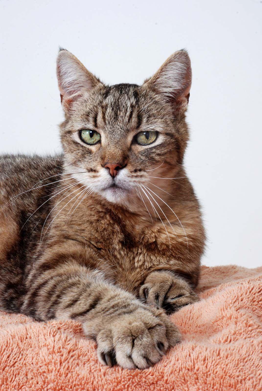 A cat lying on a blanket