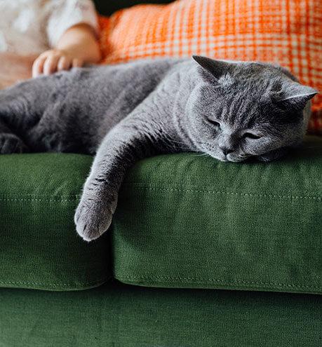 A cat lying on a couch