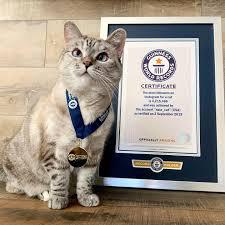 Cat wearing gold medal next to framed certificate from Guiness World Records